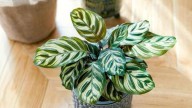 Calathea: la planta que se mueve con la luz