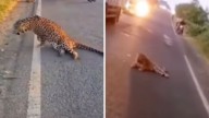 Maharashtra: Leopard Leaps On Moving Car On Pune–Ahilyanagar Road, Injures Itself; Viral Video Shows Animal Struggling To Move, Rescued Later