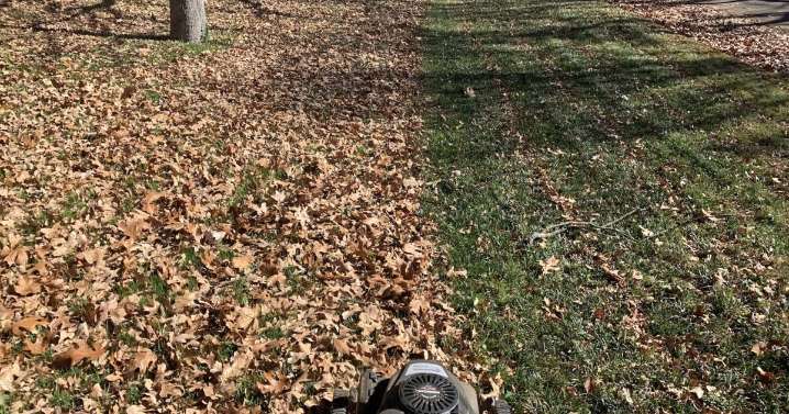Skip the leaf removal in favor of a mulching mower