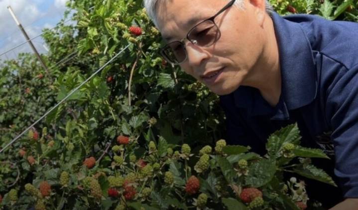 New blackberries are a sum of parts brought together by research