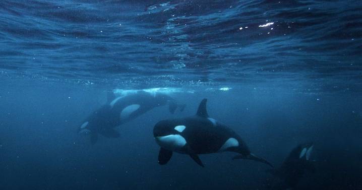 “Imposible”: la inusual pelea entre un gran tiburón blanco y un grupo de orcas en México que preocupa a los expertos