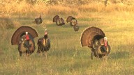 Richard Moore Outdoor Report: Thanksgiving Roundup