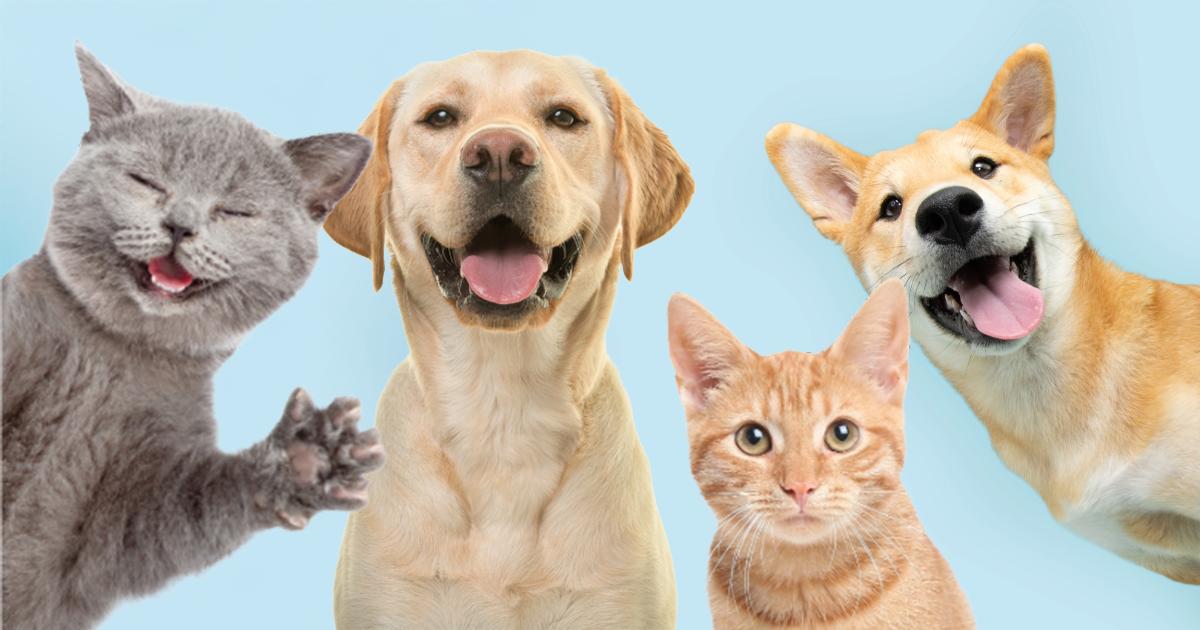 Pets Life Festival brings a paw-some day of furry fun to The Station this Sunday