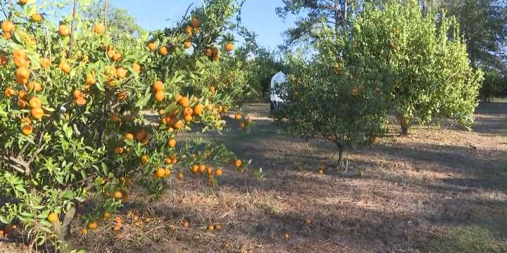 Citrus farm hosting ‘Clip-N-Sip’ event despite hail damage, recent cold weather