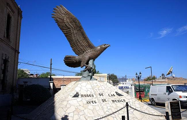 Museo de las Aves de México celebra aniversario con entrada gratuita