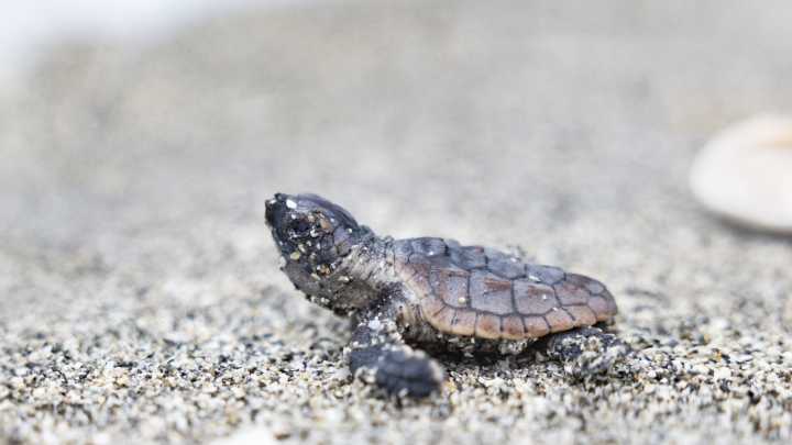 What new records did Sarasota beaches host for migrating sea turtles?