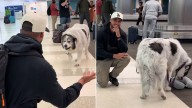 Florida Airport Reunion Goes Viral As Dog's Reaction To Seeing Dad Leaves Everyone In Stitches