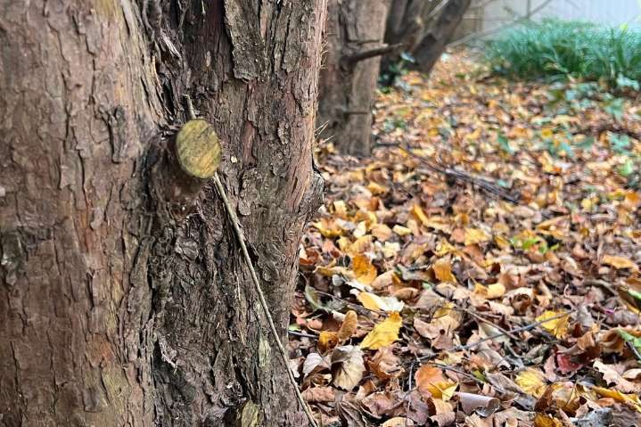 Transform fallen leaves into valuable leaf mold for your garden this fall