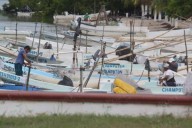 Captura de pulpo aumenta 33% tras evento de “Norte” en Champotón