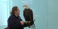 St. Joseph Health System hosts Veterans Day event and features a Bald Eagle presentation