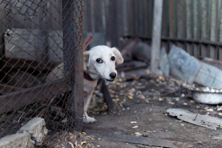 Perrito abandonado cinco meses en Obra de Construcción