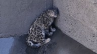Himachal: Snow leopard falls into dam’s filter inlet in Kinnaur, rescued