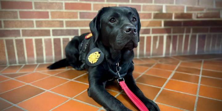 EFD K-9 helps in arson investigation