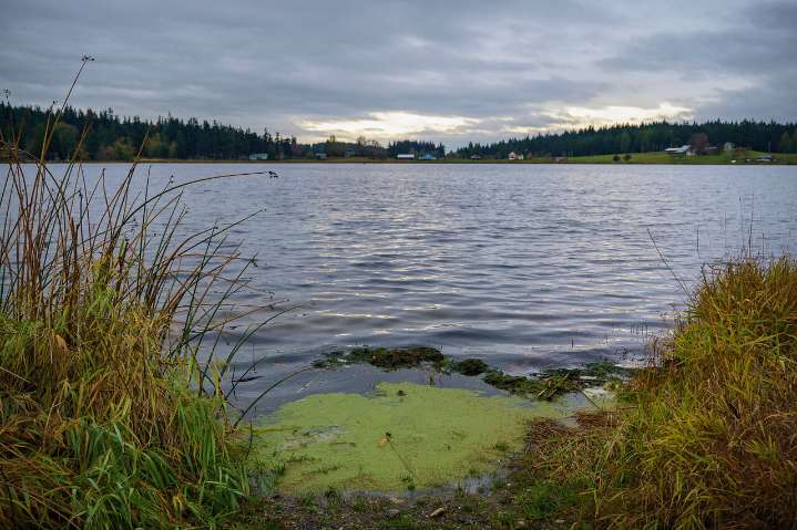 Island County eyes ways to clean up Lone Lake