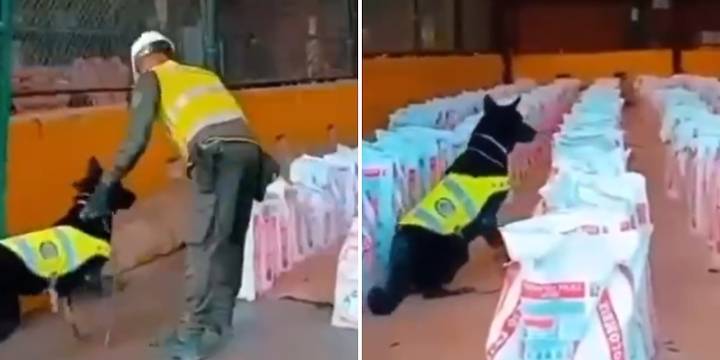 13,8 toneladas de cocaína fueron incautadas en Buenaventura, considerándose como el mayor decomiso de droga en una década en el país