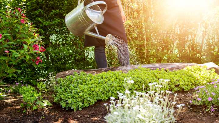 The Hardy Ground Cover That You Can Walk On Without Harming