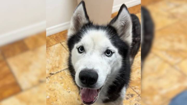 Florida Woman Shocked When Her Beloved Dog Reappears 7 Years After Being Stolen