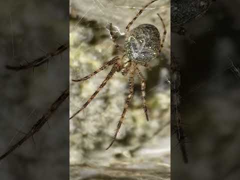 Largest-Known Spiderweb Crawling With Thousands of Arachnids Discovered in Albania #shorts