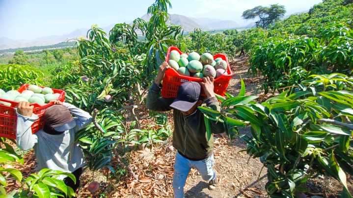 Agricultores de San Lorenzo convocan asamblea urgente por derrumbe del precio del mango