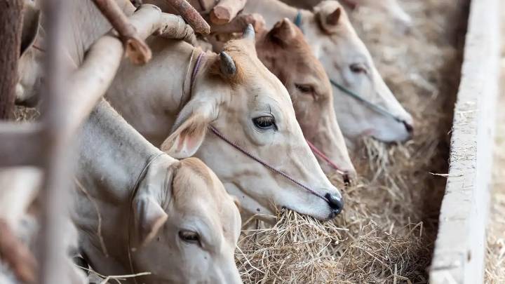 México y EU revisan avances sobre gusano barrenador; aún no hay fecha de reapertura