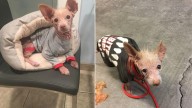 California Stray With Unknown Breed Leaves Rescuers Stunned
