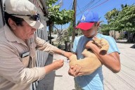 Vacunación antirrábica en Campeche: dónde y a qué hora llevar a tu mascota este 19 de noviembre