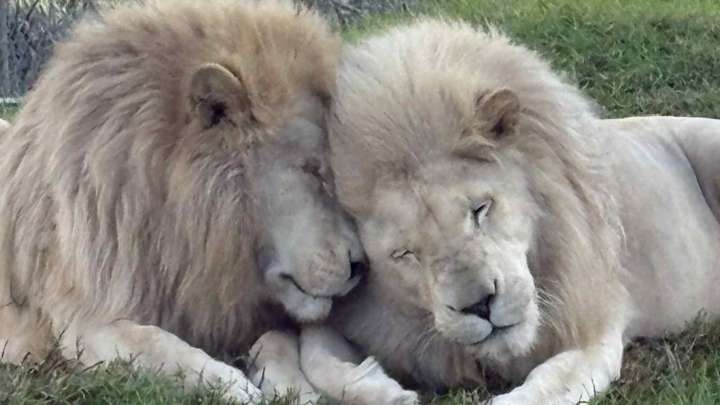 Sacrifican a Dos leones en Zoológico en Nueva Zelanda que Cerró por Dificultades Financieras