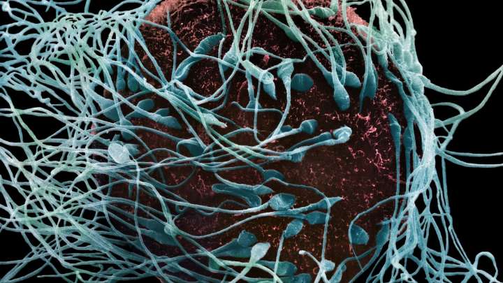 5 myths about male fertility