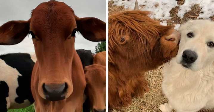 There’s A Twitter Account That Posts Cow Pics Every Day Just To Make People Smile (30 Pics)