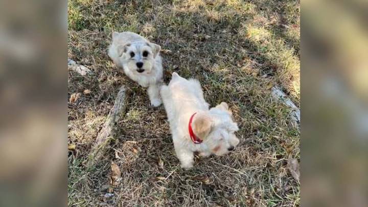 2 dogs, car stolen from Windsor Hills neighborhood