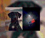 Arkansas Game and Fish Commission K9 tracks down missing hunter in Ouachita County