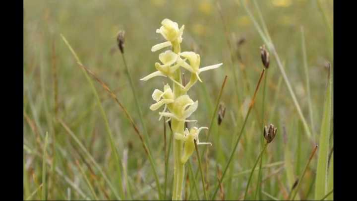 Britain’s most endangered orchid brought back from the brink of extinction