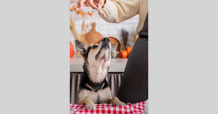 Thanksgiving foods your dogs and cats can (and can't) eat