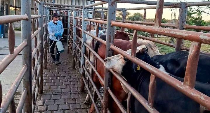 Detectan dos casos de gusano barrenador en ganado en Guerrero y Jalisco: Senasica