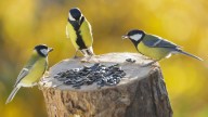 How To DIY The Cutest Bird Feeder Out Of Organic Materials From Your Yard