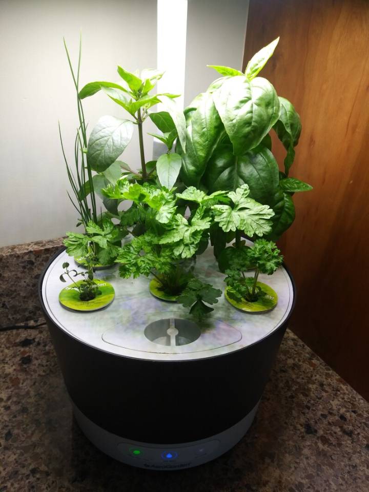 Ask the Master Gardener: Consider a hydroponic garden for fresh herbs and veggies this winter