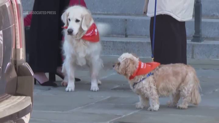 Therapy dogs greet Jane Goodall's ashes, guests at Washington funeral