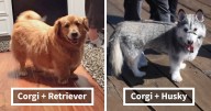 40 Times Corgis Mixed With Other Breeds, And The Result Was Absolutely Pawsome