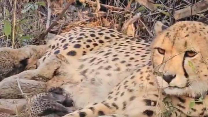 Abandoned at birth and looked after by humans, first Indian cheetah Mukhi becomes mother to 5 cubs
