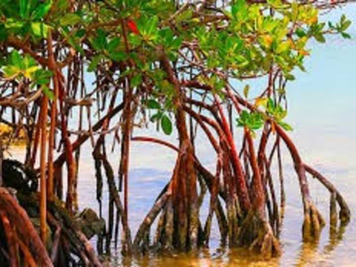 Pocos lo saben: cuáles son las propiedades curativas del mangle rojo