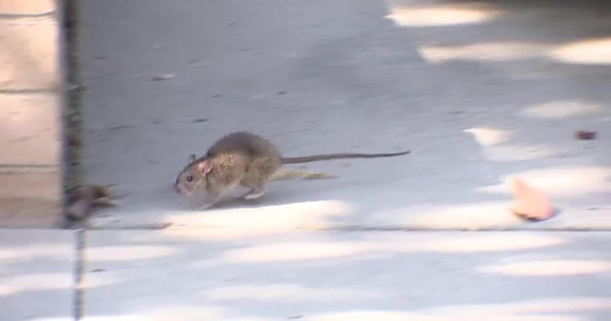 Rodents from rat-infested home frustrate Irvine neighborhood