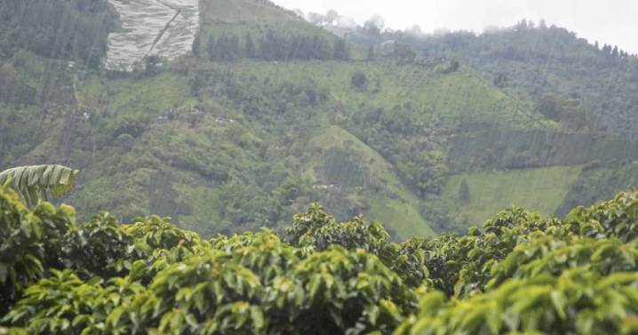 Caficultores del Eje Cafetero se blindan ante las lluvias y obtienen millonarias indemnizaciones