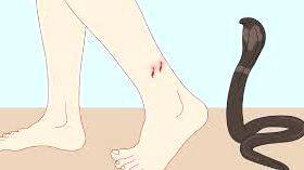 One-year-old dies after being bitten by snake