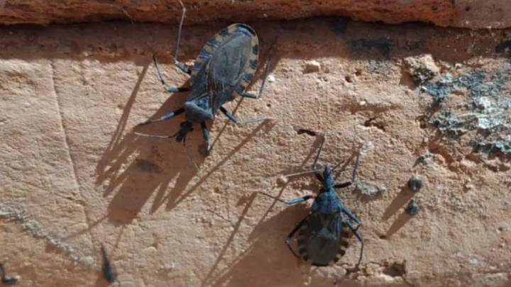 Enfermedad de Chagas en Arequipa: 4 distritos concentran la mayor proliferación de chirimachas