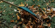 Is raking necessary? What's the best way to get rid of leaves?