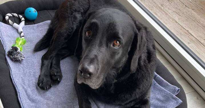 Nottinghamshire charity which reunites lost pets with owners announces closure after 'severe abuse'