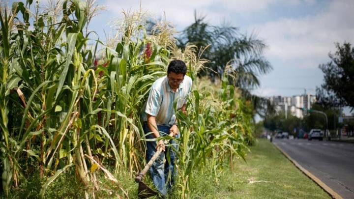 Productores de Sinaloa esperan apoyos federales ante bajos precios del maíz