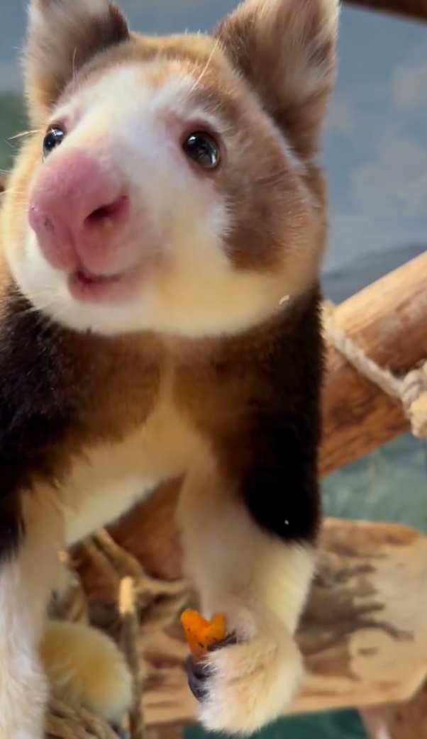 This tree kangaroo has avocado all over his snout