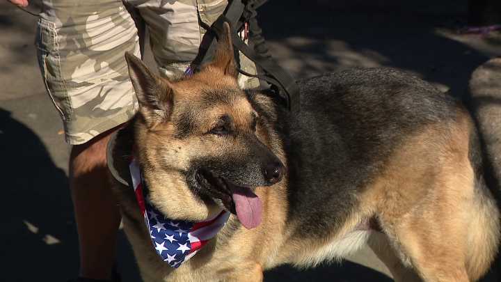 Rescue group pairing rescued German Shepherds with veterans in need of companionship, support