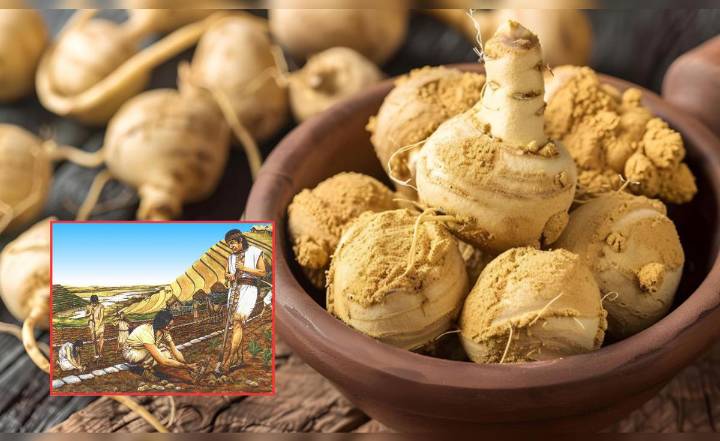 El secreto ancestral que los incas tomaban para tener energía y ahora es exportado a Estados Unidos